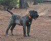 CROM CANARIKENNEL