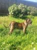 TANQUE DE LA JACHA