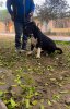 ASPROS DE RWD KENNEL