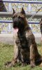 ZEUS DE BREVIERCAN