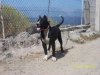 NUBLO DE TAUCO*