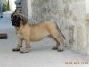 LUPA DE SPALATO BULL