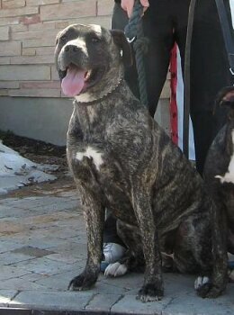 RILEY DE IREMA CURTO