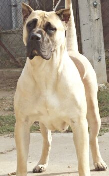 ISABELL EL PRESA GRAN CANARIA
