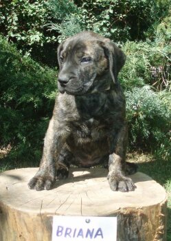 BRIANA ALFA FAMILY DOG