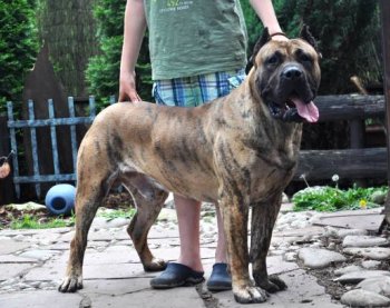 PHANTOM BALUARTE DE LOS PERROS