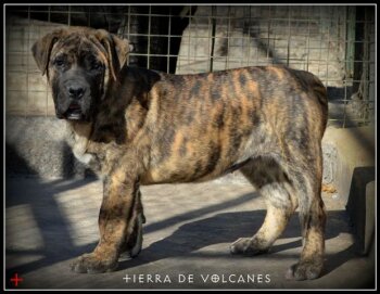 MARUKA DE TIERRA DE VOLCANES