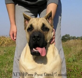NEMO PERRO PRESA GRAND