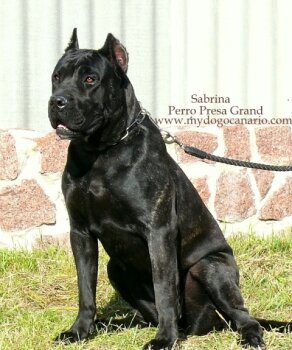 SABRINA PERRO PRESA GRAND