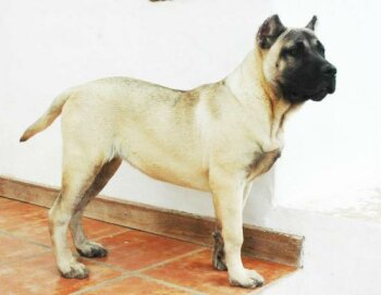 ARGANA DE MACINTAFE