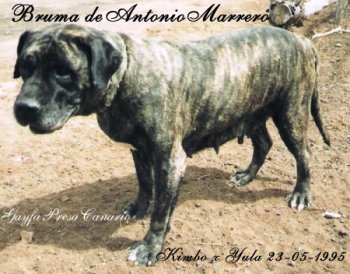 BRUMA