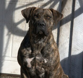 DALENA K9 MADNESS