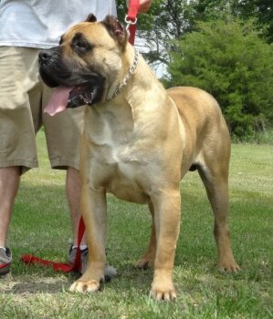 MID AMERICA K-9 DIESEL