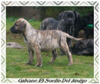 GALVANE EL SUENO DEL AMIGO