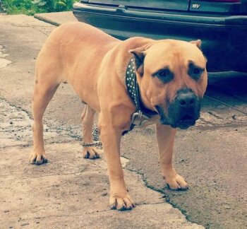 GUANCHE DE PERRO DE LA TIERRA*