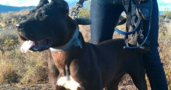 VIRGO DE PERRO DE LA TIERRA