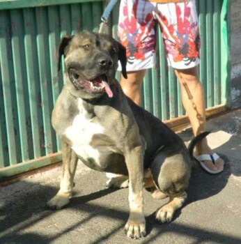 DOGO DE PERRO DE LA TIERRA