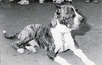 ZORBA