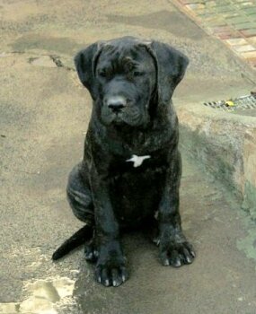 RENTUN DE PERRO DE LA TIERRA