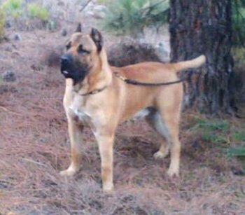 CRIXUS DE TIERRA DE VOLCANES