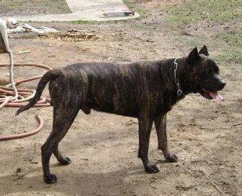 SHOW STOPPER TYSUN (TYSON, IRON MIKE)