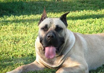 PERLA