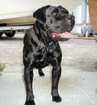 MAMBA DE BARNACAN BULL