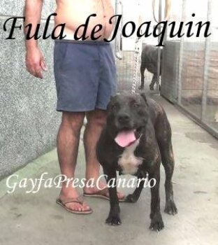 FULA DE GAROE