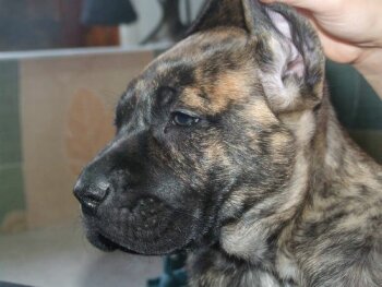 KINGDOM OF LUCKY DOGS INDICA