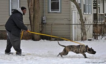 PHOENIX DE SPARTAN D KENNEL