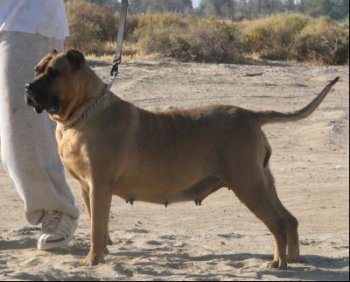 LEXI DE HIGH VELOCITY K9 (LEXI HVK9)