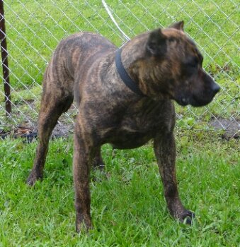 NECI DE HIGH VELOCITY K9 (NECI HVK9)