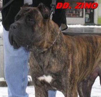ZINO DIGI DIGI