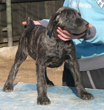 BAGHERA DE SPARTAN D KENNEL