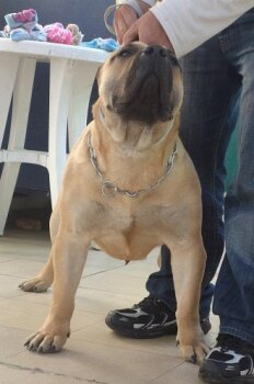 FAYA DE BARNACAN BULL (2011)