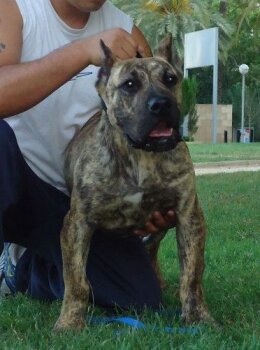 IVOR DE BARNACAN BULL
