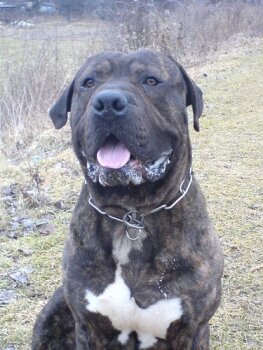 ATHOS OF SEVEN SHARKY DINASTY