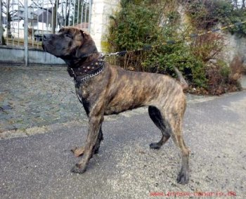 V-HELLA PERROS DE PRESA (BELLA)