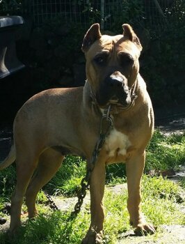 CHICA DE PERRO DE LA TIERRA