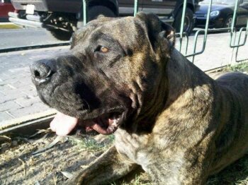 YAGO BILLI