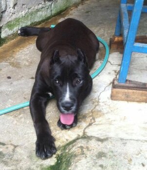UNO CANARIO BLACK BEAUTY
