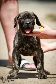 ULTIMATE SELECTION RUFUS