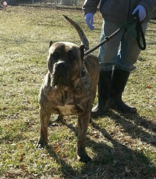 CANARIO MUNDO'S OPRAH (BELLA, LOLA)