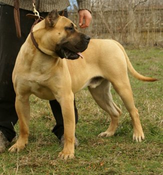 APACHE CAN Y CERO