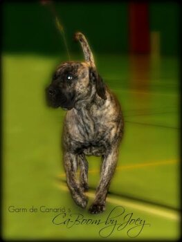 GARM DE CANARIO'S CA-BOOM BY JOEY