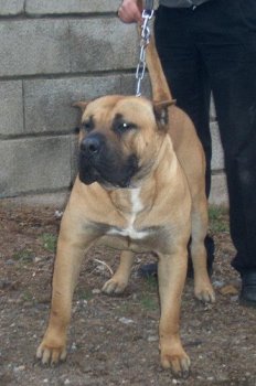 TIRSON DE GAROE BULLDOG