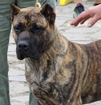 APOLO DE SAMCOR