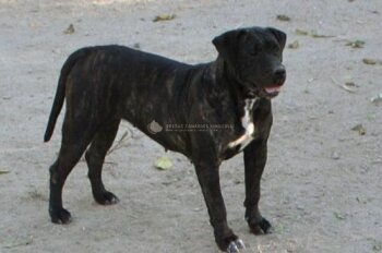 MERCHE DE KING ZULU
