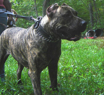 CAPITOL KENNEL JADA