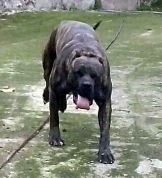 RUDA